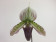 Paphiopedilum callosum 'Big' x sukhakulii