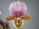 Paphiopedilum charlesworthii