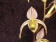 Paphiopedilum randsii