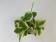 Peperomia obtipan bicolor 'Golden Genua'
