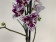 Phalaenopsis Sogo Mastermind 'Triple Lip' (2 Rispen)