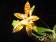 Phalaenopsis pantherina 1