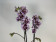 Phalaenopsis Sogo Mastermind 'Peloric' (2 Rispen)
