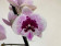 Phalaenopsis Aladin (2 Rispen)