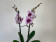 Phalaenopsis Aladdin (2 Rispen)