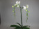 Phalaenopsis Orchid Tree