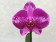 Phalaenopsis Big Singolo 'Purple'