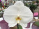 Phalaenopsis Big Singolo 'White'