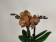 Phalaenopsis Blood Orange (2 Rispen)