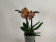 Phalaenopsis Blood Orange (2 Rispen)