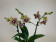 Phalaenopsis Borneo (2 Rispen)