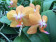 Phalaenopsis Celler Juwel