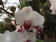 Phalaenopsis Daisy (2 Rispen)