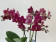 Phalaenopsis Dazzling Devil (3 Rispen)