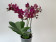 Phalaenopsis Dazzling Devil (2-3 Rispen)