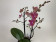 Phalaenopsis Diffusion (2 Rispen)