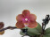 Phalaenopsis Dusty Belle (2 Rispen)