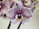 Phalaenopsis Dutch Beauty (2 Rispen)