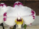 Phalaenopsis Elegant Wibi Soerjadi