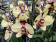 Phalaenopsis Golden Polka (2 Rispen)