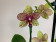 Phalaenopsis Grosseto (2 Rispen)