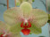 Phalaenopsis Hybride 2