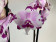 Phalaenopsis King Car Dalmatian (2 Rispen)