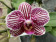 Phalaenopsis Little Zebra (4 Rispen)