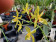 Phalaenopsis mannii 'flava' (2 Rispen)