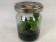 Phalaenopsis mannii (im sterilen Glas)