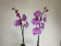 Phalaenopsis Pink 'Kizz' (2 Rispen)