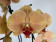 Phalaenopsis Red Thunder (2 Rispen)