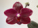 Phalaenopsis Salus Fragrance