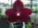 Phalaenopsis Salus Fragrance