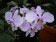 Phalaenopsis schilleriana 2