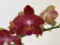 Phalaenopsis Sogo Fusion (1 Rispe)