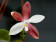 Phalaenopsis speciosa (Jgpfl.)