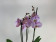 Phalaenopsis Spotted World (4 Rispen)