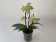 Phalaenopsis Sunny Shore (2 Rispen)