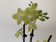 Phalaenopsis Sunny Shore (2 Rispen)