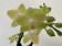 Phalaenopsis Sunny Shore (2 Rispen)