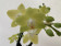 Phalaenopsis Sunny Shore inkl. Übertopf (2-3 Rispen)