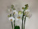 Phalaenopsis Tropic Snowball (3-4 Rispen)