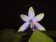 Phalaenopsis violacea 'coerulea'