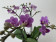 Phalaenopsis Violet Queen (2 Rispen)