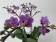 Phalaenopsis Violet Queen (2-3 Rispen)