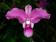 Phragmipedium kovachii (fast blühstark)