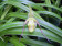 Phragmipedium longifolium