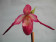 Phragmipedium Sedenii Hybride