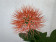 Scadoxus Haemanthus multiflorus